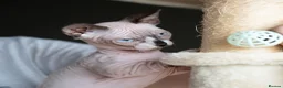 Sphynx cats for sale: Champion bambino sphynx  - Advert 6