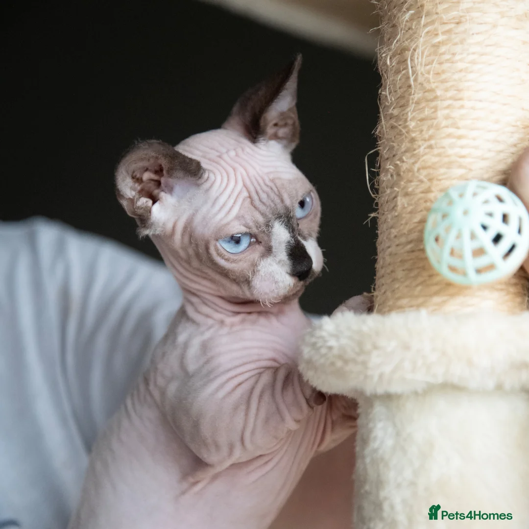 Sphynx cats for sale: Champion bambino sphynx  - Advert 6