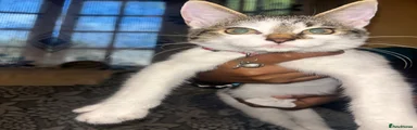 Turkish Van 2