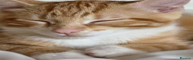 Domestic Shorthair 4