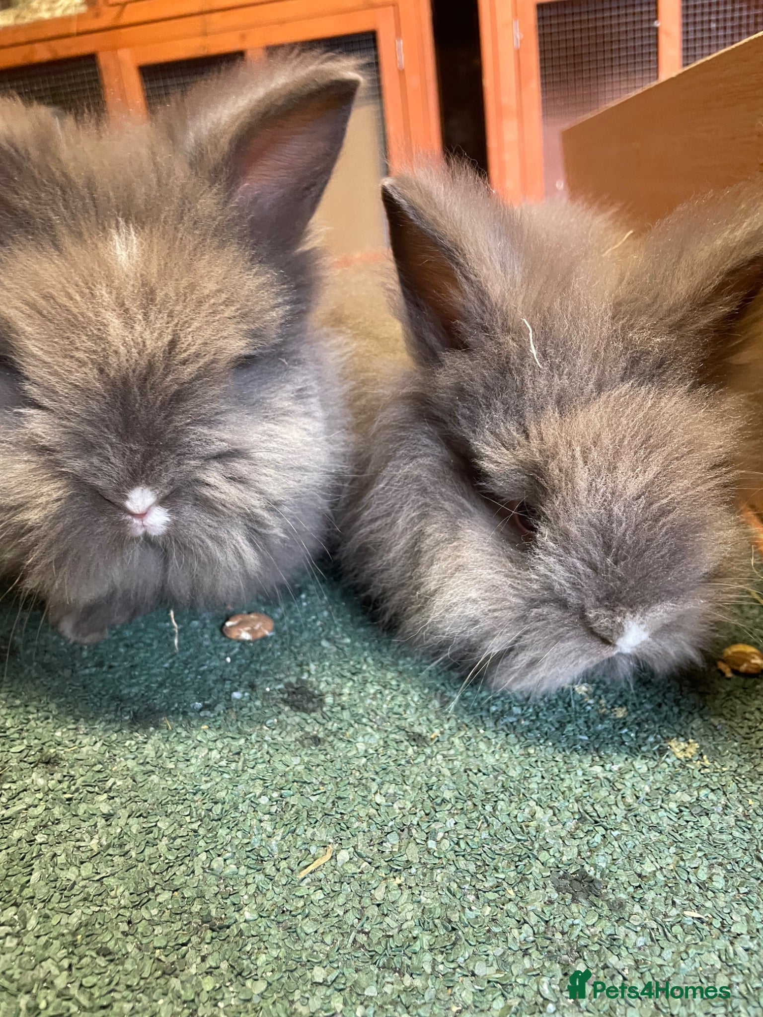 Lionhead rabbits for sale: Beautiful Baby Lionhead Bunnies  - Advert 8