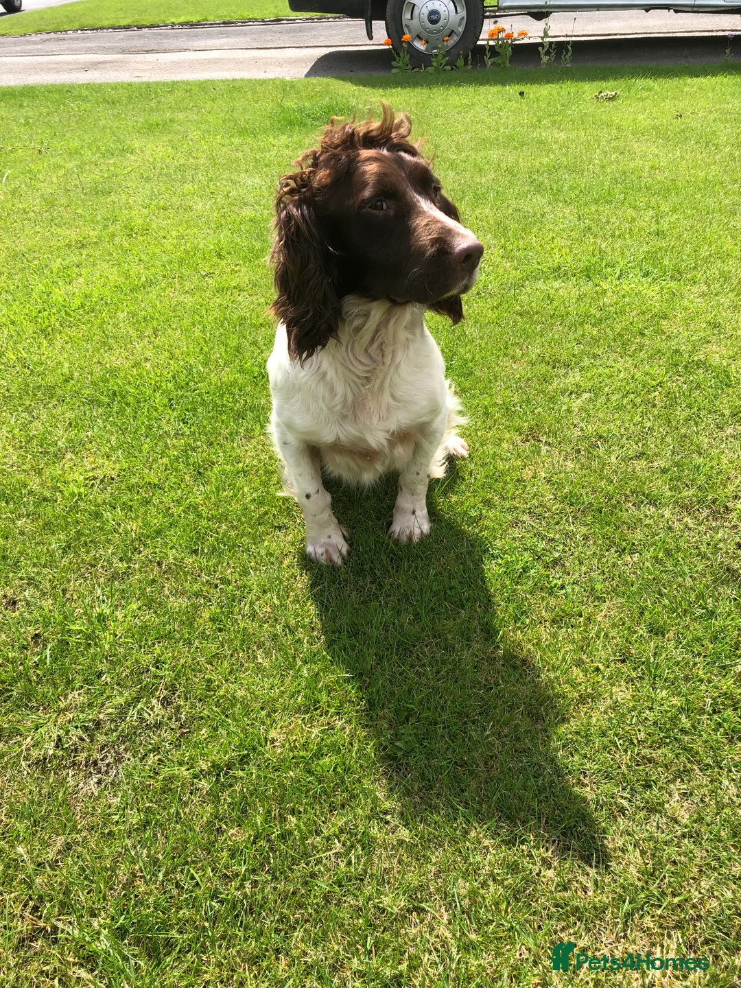 English Springer Spaniel dogs for stud:  FTAW PROVEN health tested strong stud dog  in Chesterfield - Advert 3