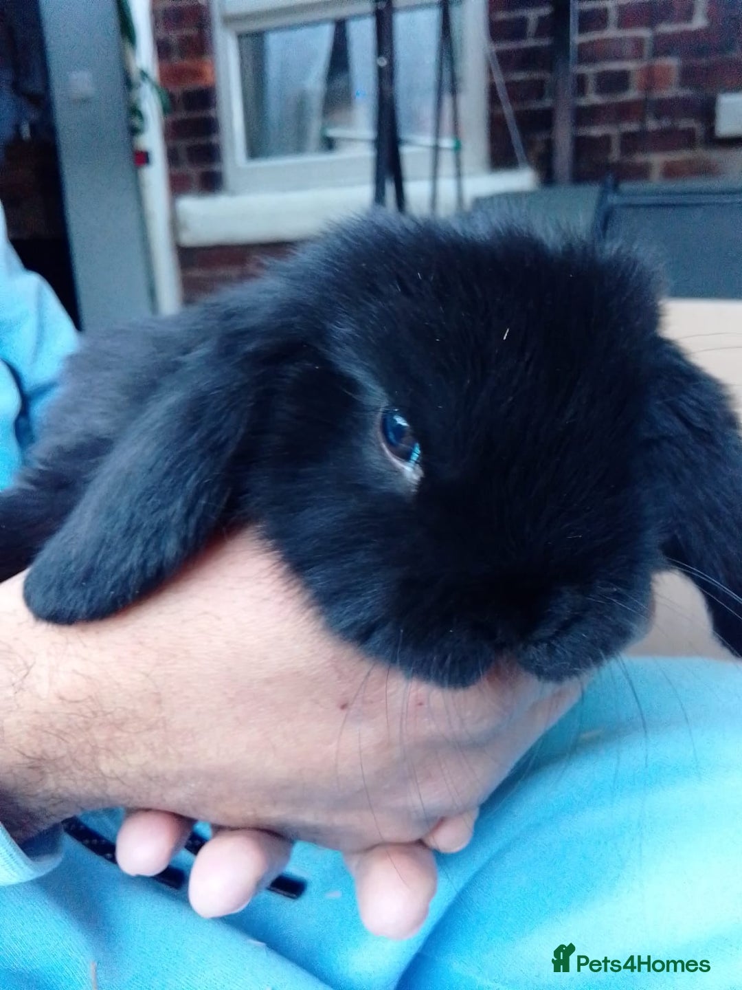 Mini Lop rabbits for sale: Beautiful Mini Lops ready on 14/12 - Advert 14