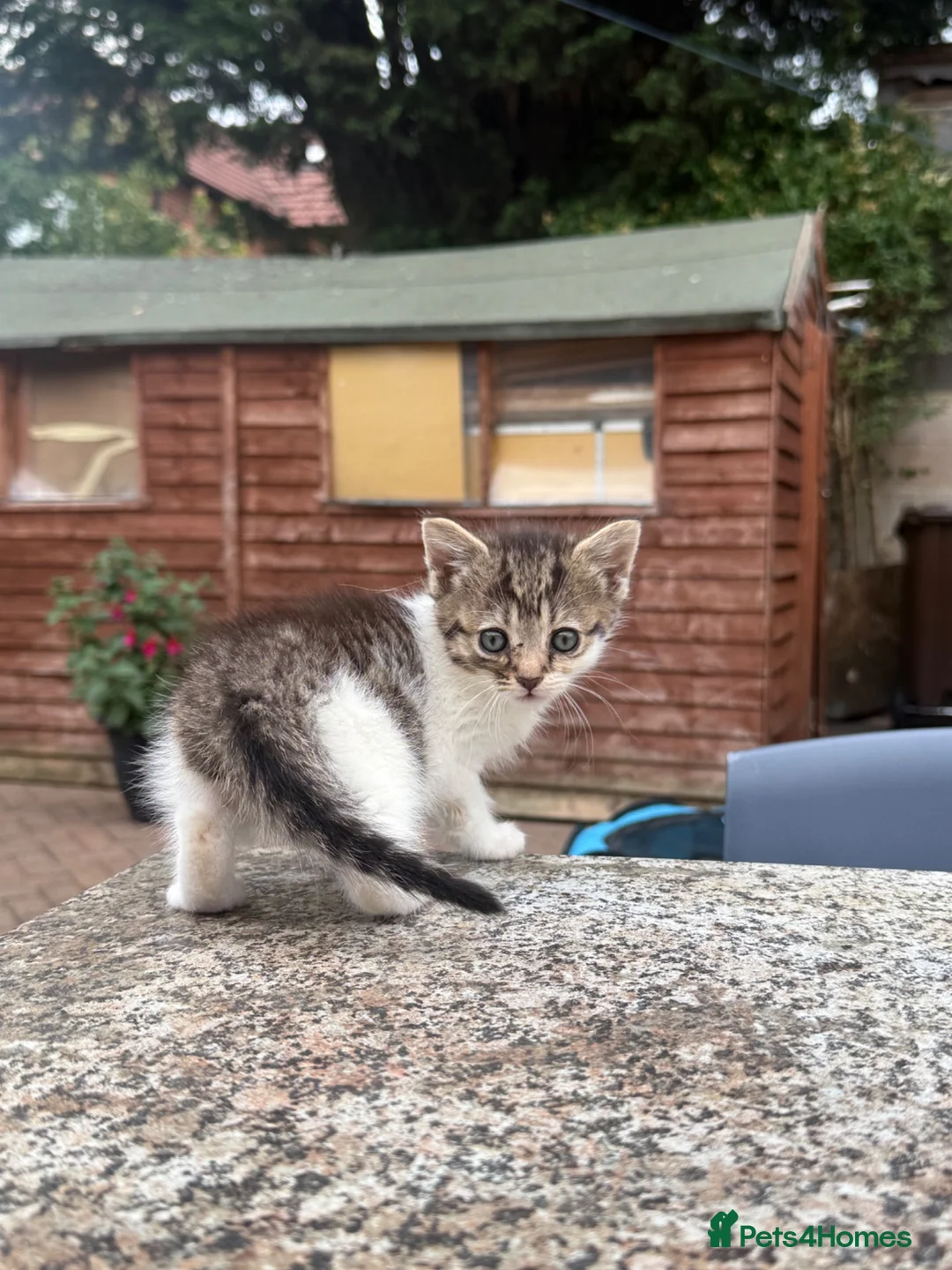 Mixed Breed cats for sale: Half bengal kittens  - Advert 5