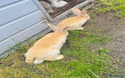 Continental Giant rabbits for sale: Continental Giant Baby Rabbits Ready to go - Image 16