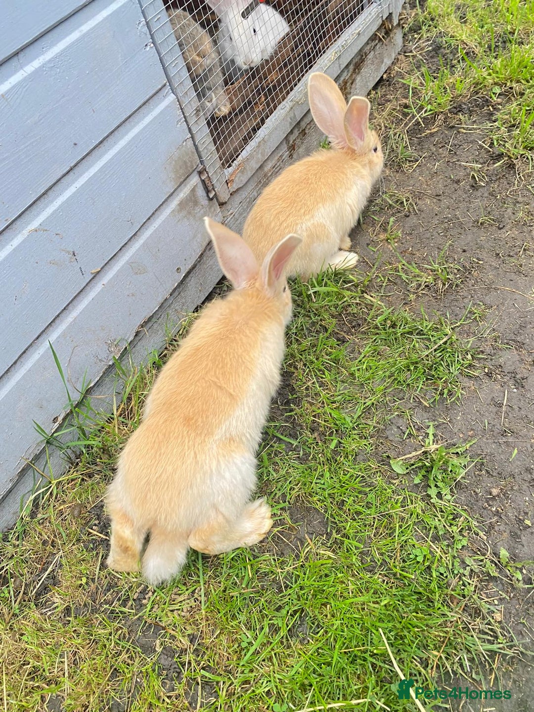 Continental Giant rabbits for sale: Continental Giant Baby Rabbits Ready to go - Image 16