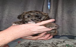 Pomchi dogs for sale: Last male pomchi left - Image 5