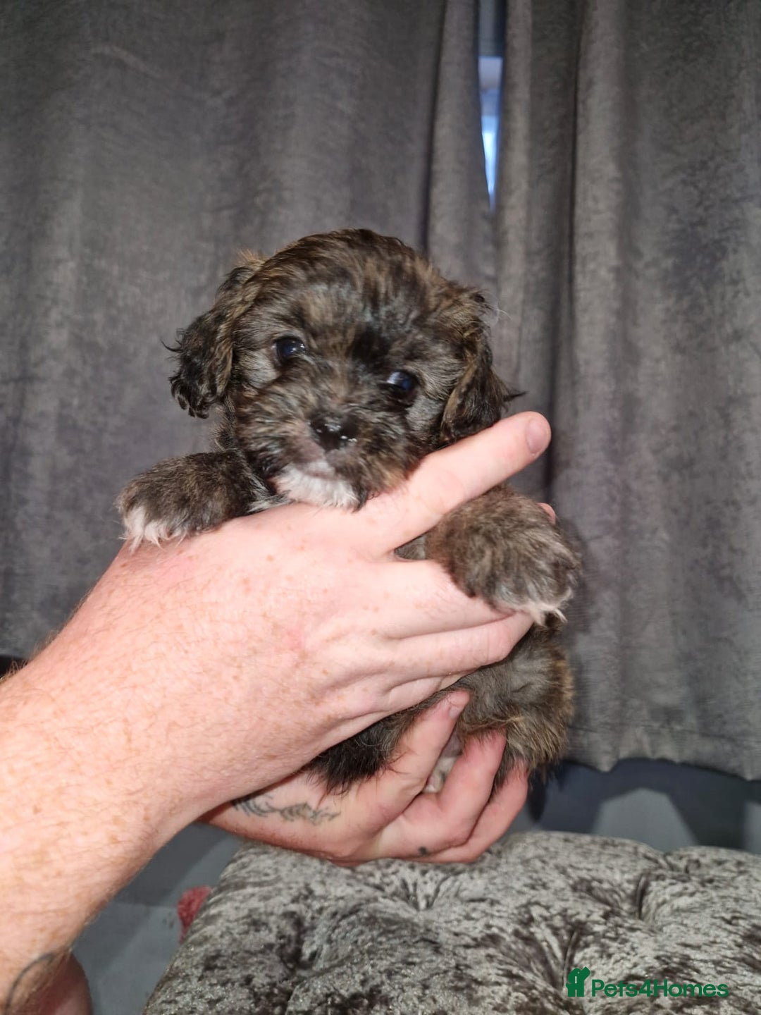 Pomchi dogs for sale: Last male pomchi left - Image 5