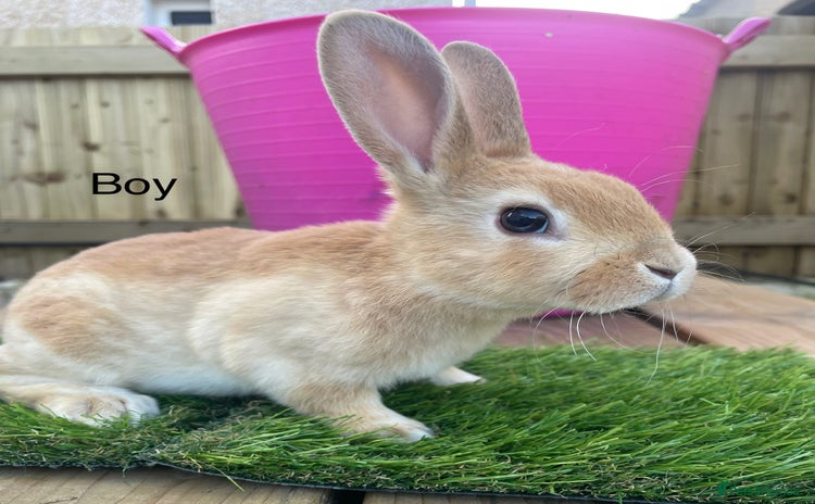 Rex rabbits 💖 mini Rex 💙 - Advert 14