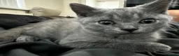 British Shorthair cats for sale: One blue BSH boy - Advert 18