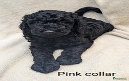Poodle dogs for sale: Moyen Poodles - Image 3