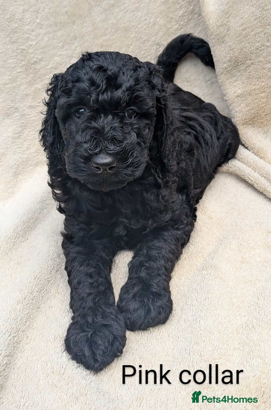 Poodle dogs for sale: Moyen Poodles - Image 3