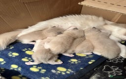 Ragdoll cats for sale: Ragdoll female rate calico  - Image 5