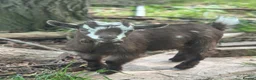 Goats livestock for sale: Registered pygmy goats - Advert 3