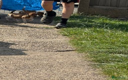 Jack Russell dogs for sale: Minature short haired Jack Russell puppys - Image 7