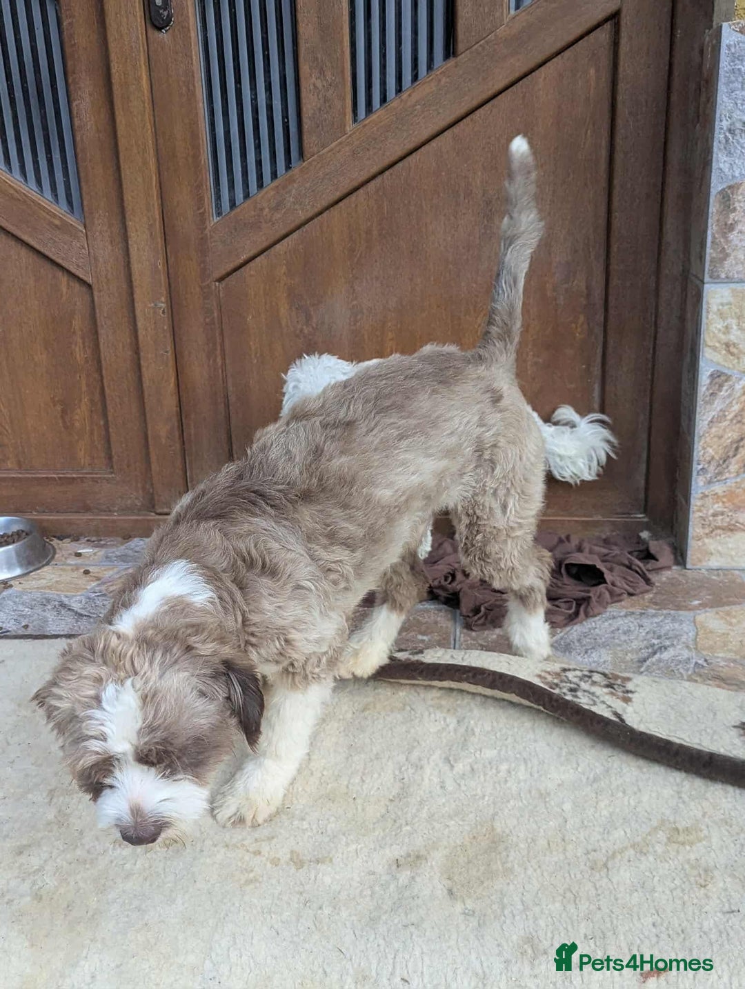 Mixed Breed dogs for adoption: August is looking for a home - Image 4