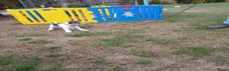 Fox Terrier dogs for sale: KC Wire haired fox terrier pups based in Kent - Advert 10