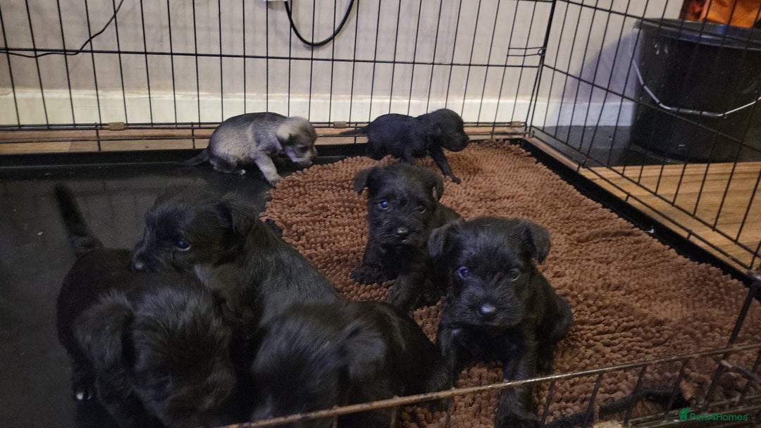 Miniature Schnauzer dogs for sale: Kc mini schnauzers - Advert 3
