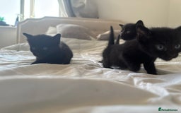 Mixed Breed cats for sale: 3x black kittens for sale  - Image 6
