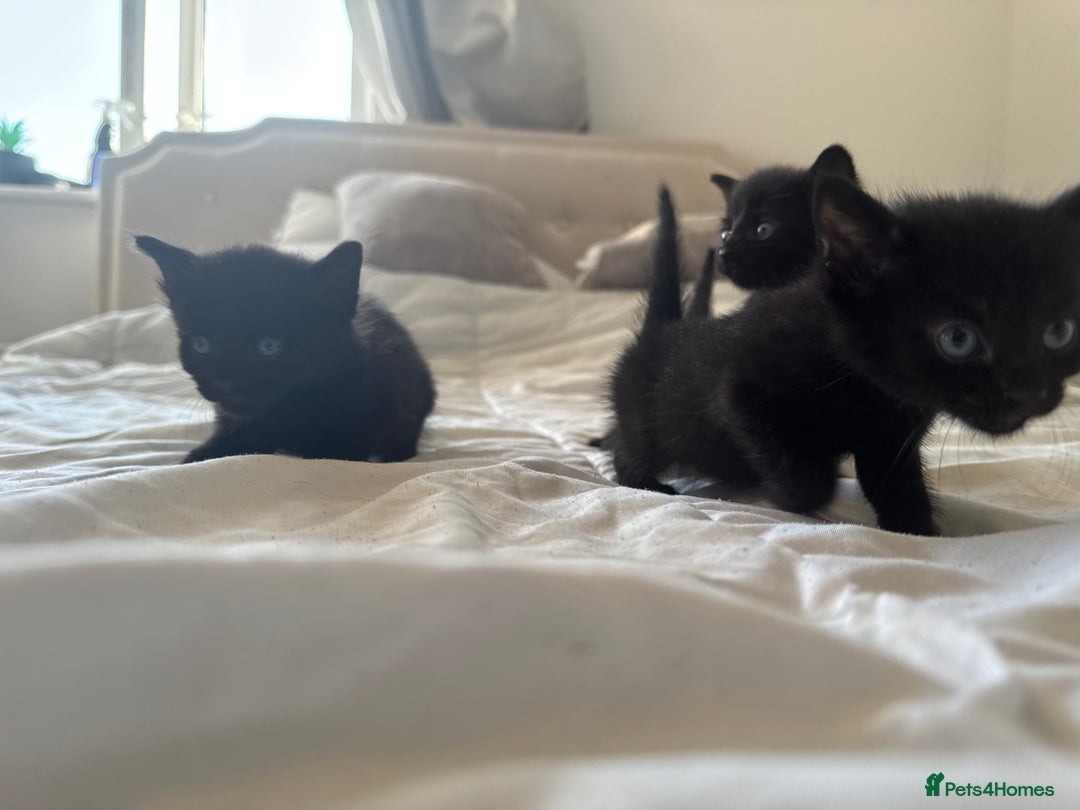 Mixed Breed cats for sale: 3x black kittens for sale  - Image 6