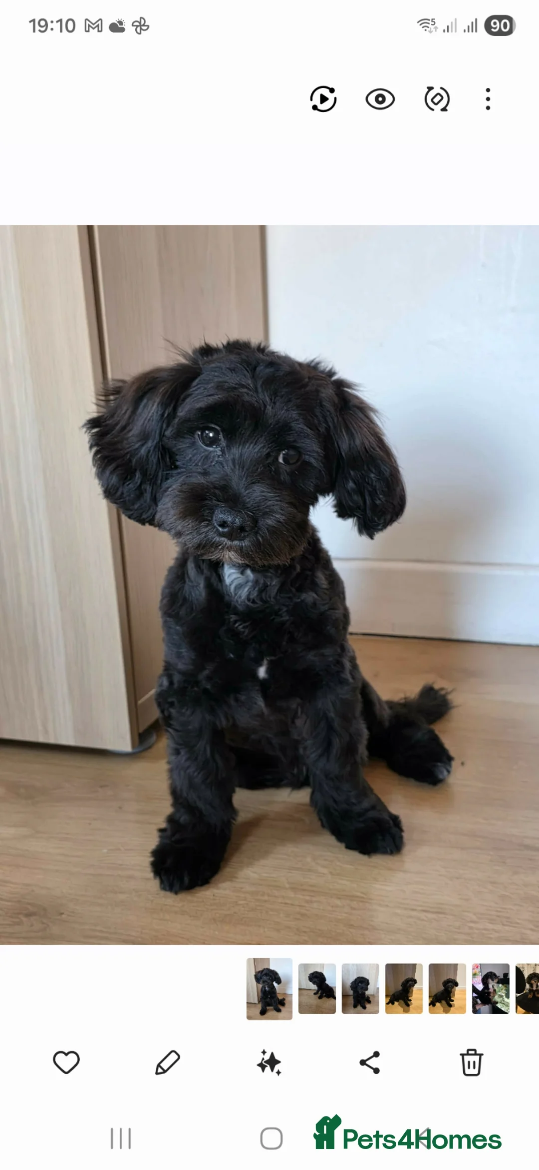 Shihpoo dogs for sale: Beautiful Shihpoo in Leeds - Advert 2