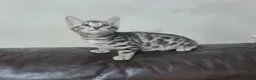 Bengal cats for sale: Stunning Silver TICA reg kitten - Advert 6