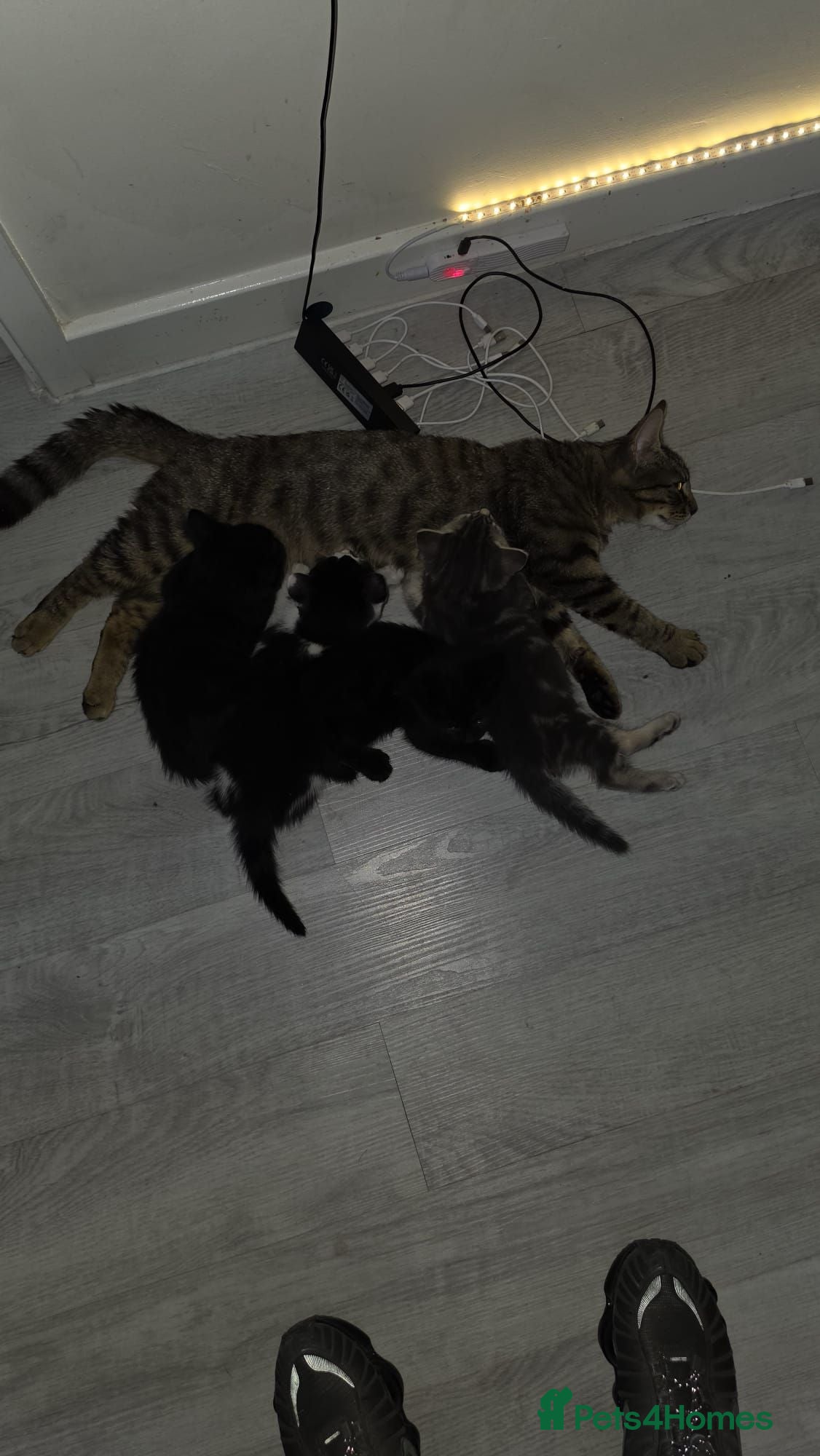 Mixed Breed cats 3 kittens for sale  - Advert 1