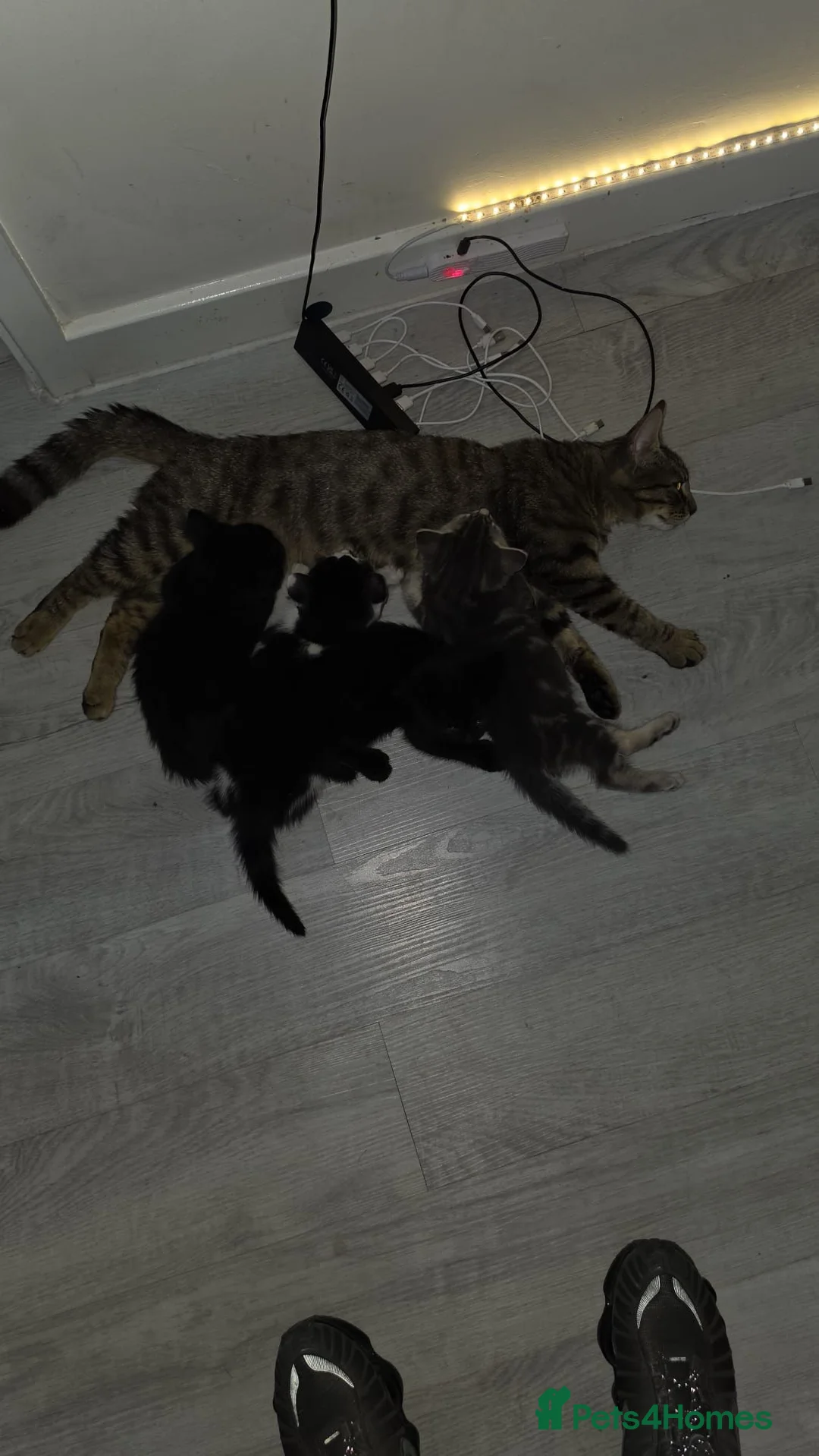 Mixed Breed cats for sale: 3 kittens for sale  - Advert 1