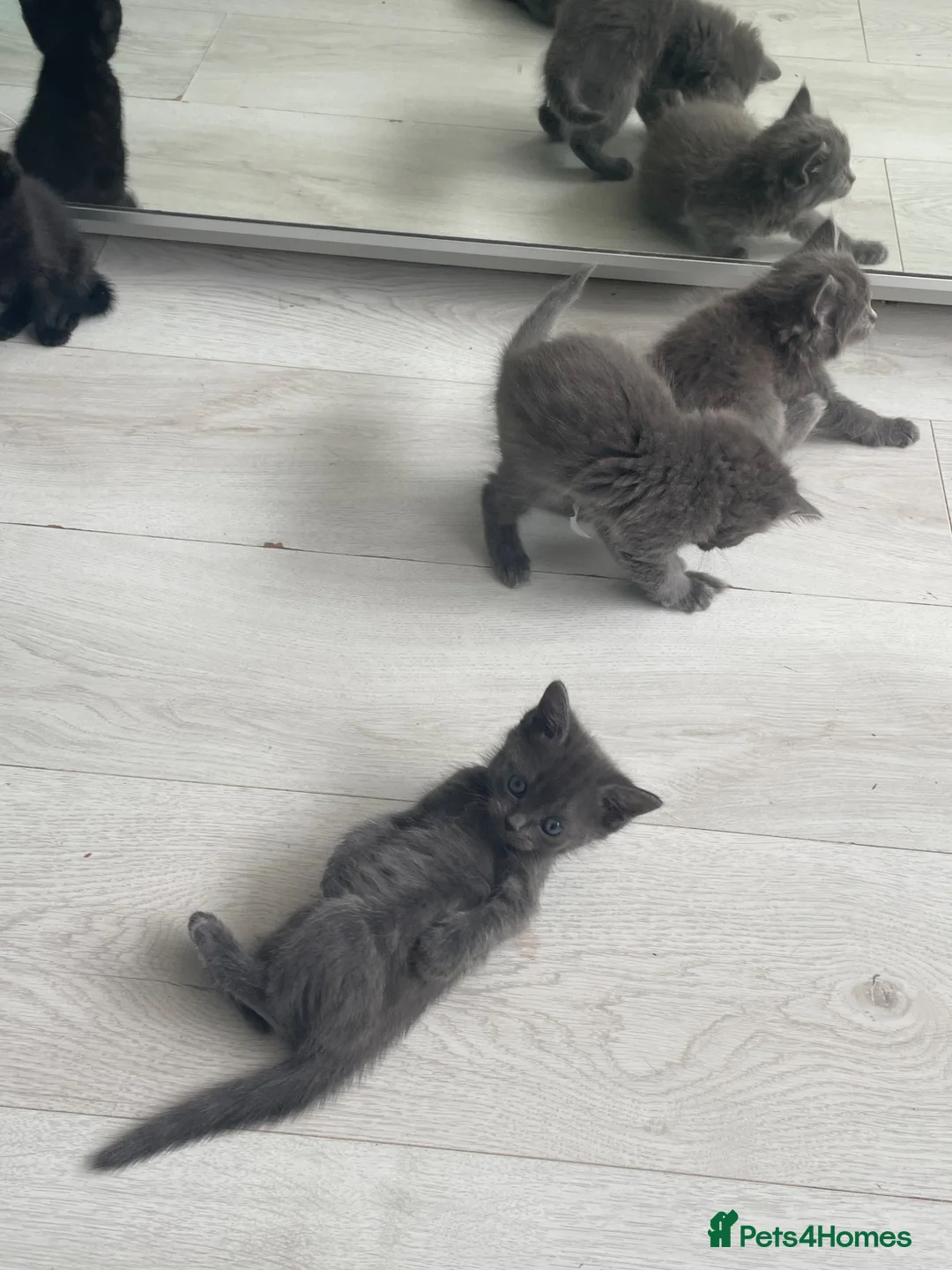Mixed Breed cats for sale: Grey kittens  - Advert 6