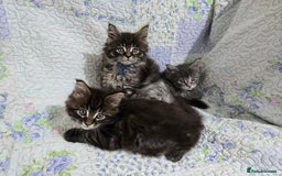 Maine Coon cats for sale: Gorgeous GCCF Maine Coons poss Active - Image 24