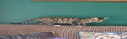 Bengal cats for sale: Female Bengal X kitten  - Advert 6