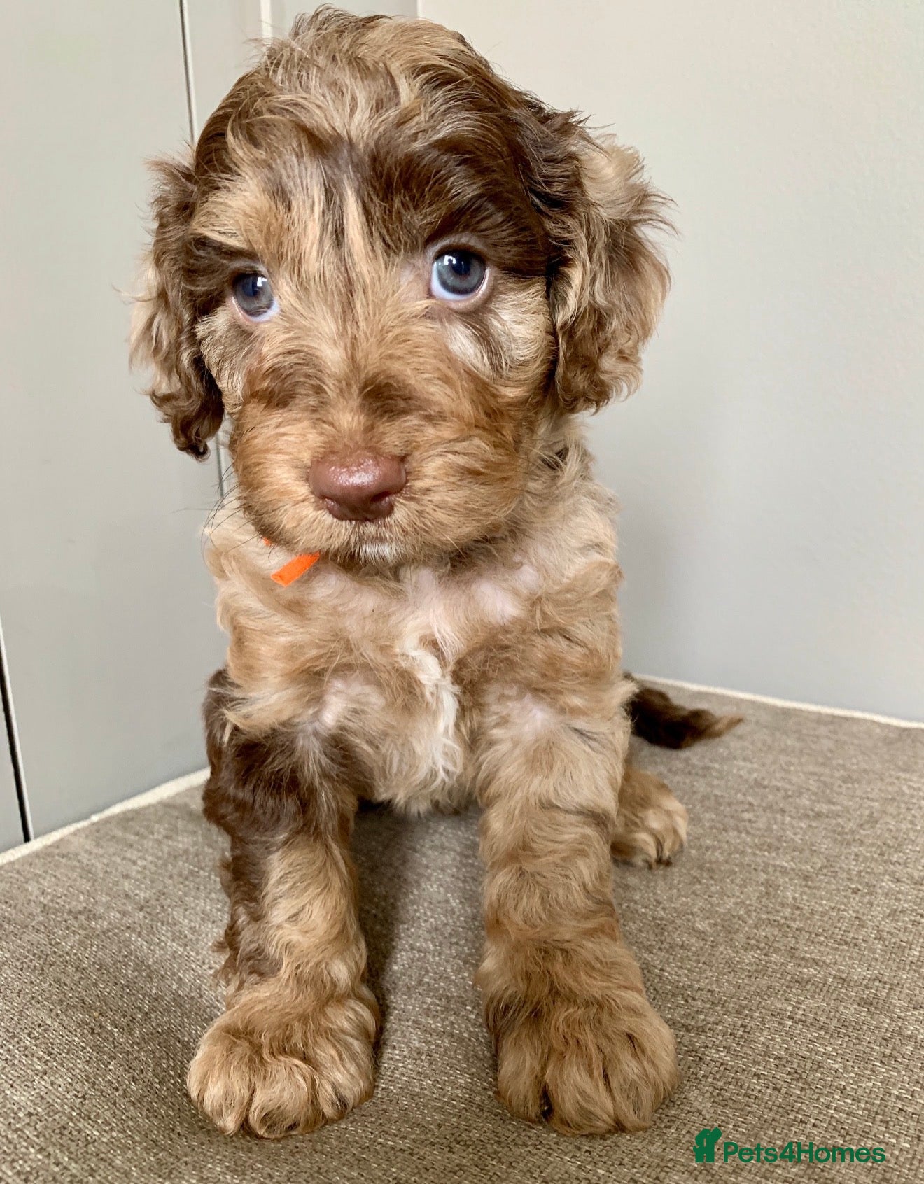 Cockapoo dogs F1b Cockapoos due 24th May - Advert 5