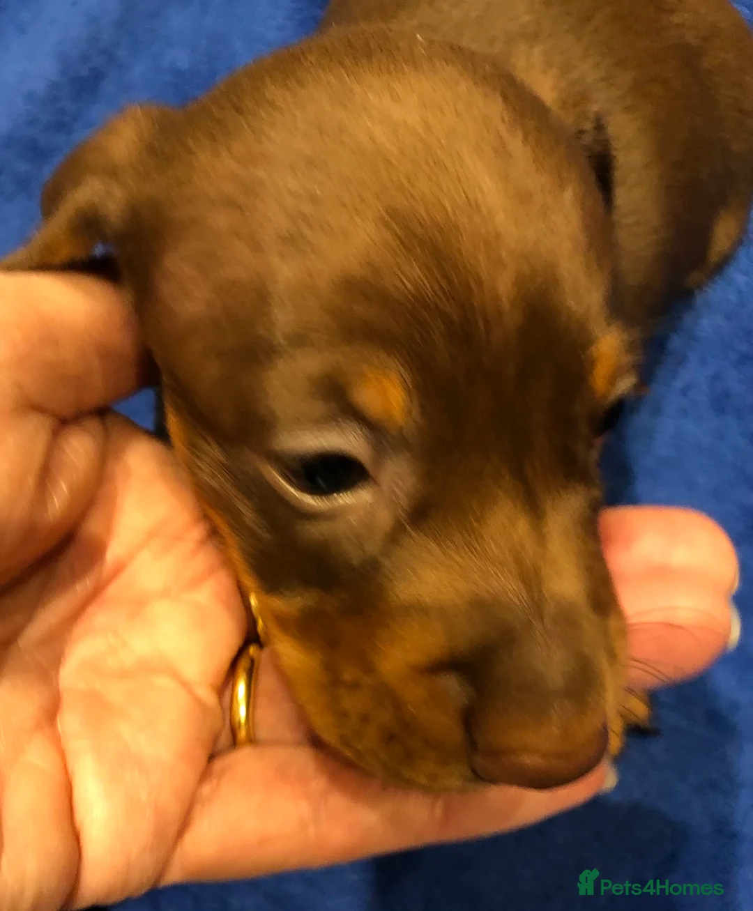 Miniature Dachshund dogs for sale: Smooth haired min Dachshund - Advert 40