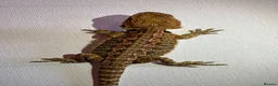 Bearded Dragon reptiles for sale: stunning baby bearded dragons  - Advert 3