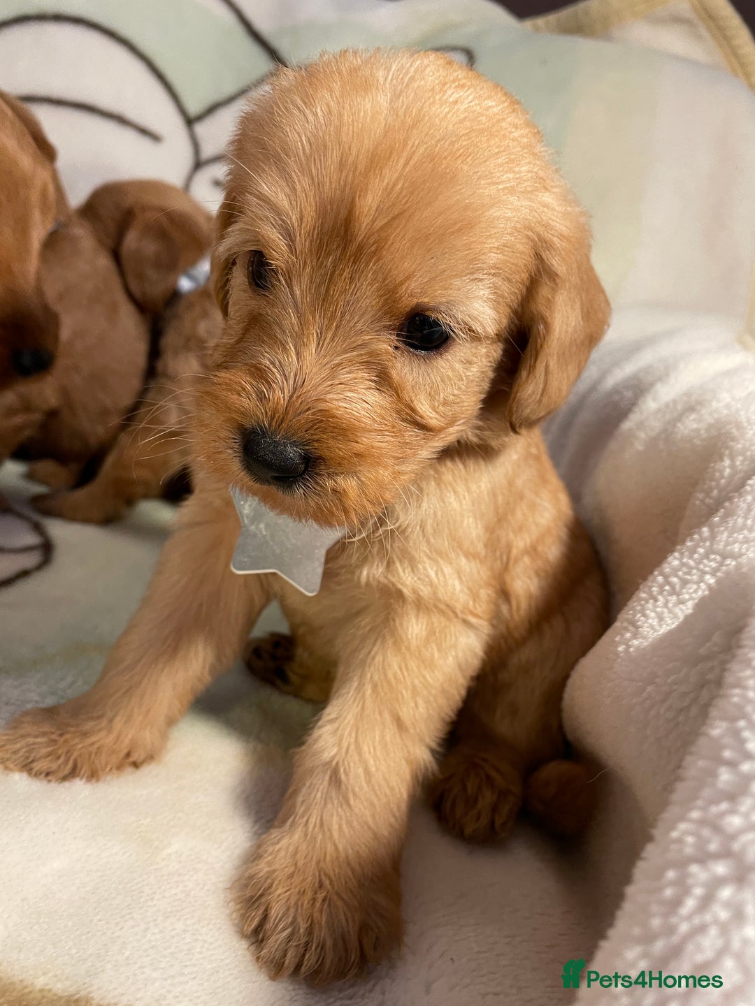 Labradoodle dogs for sale: Labradoodle Fox Red ❤️💞❤️Health check - Image 26