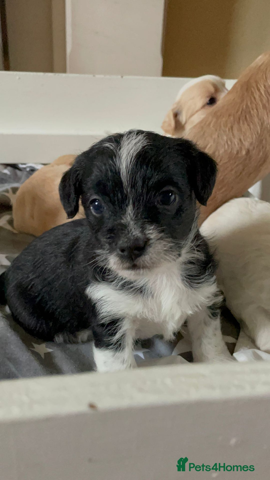 Maltipoo dogs for sale: 6 Beautiful Maltipoo Puppies for sale 🐶🐾 - Image 20