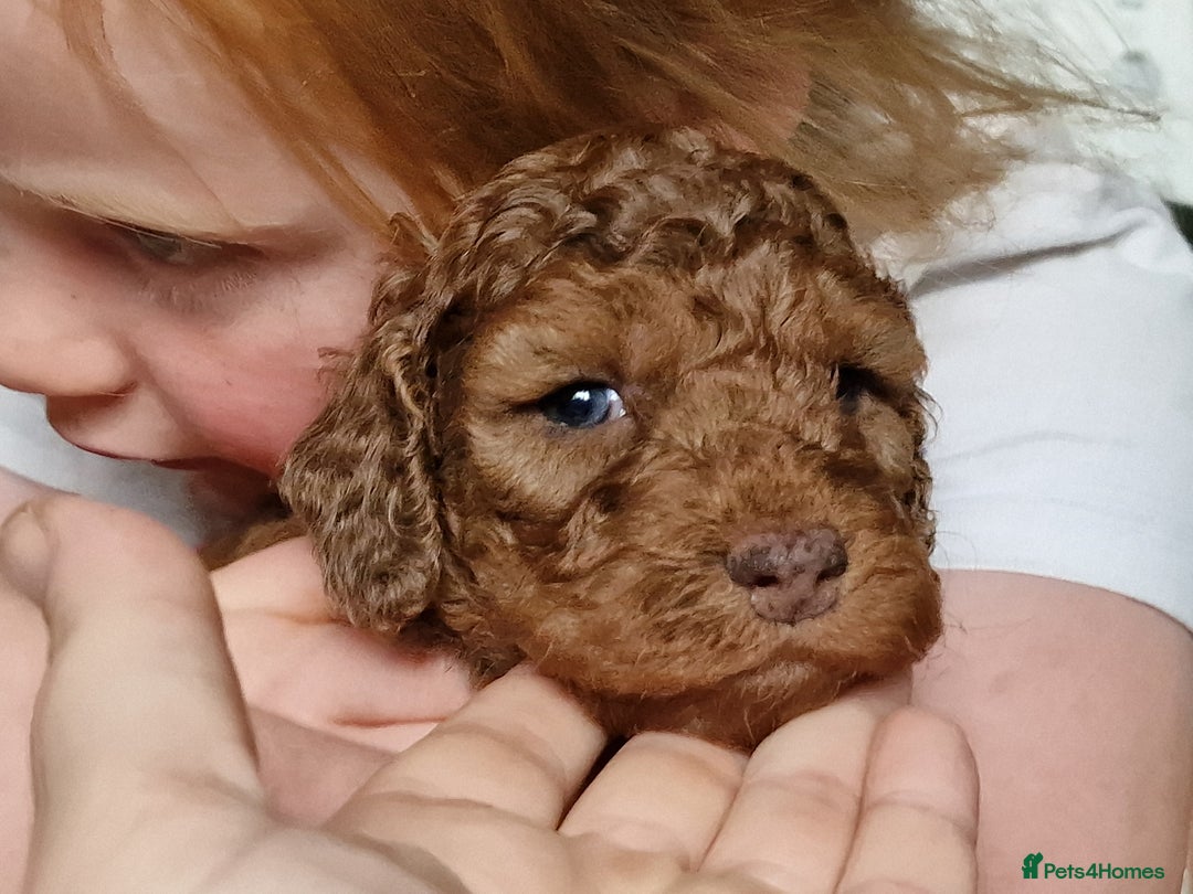 Cockapoo dogs for sale: red sable merle boy left 💜 - Image 8