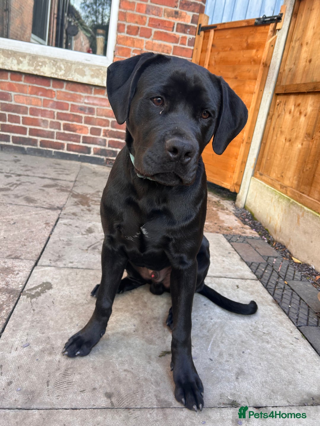 Mixed Breed dogs for sale: Puppy for sale  - Advert 4