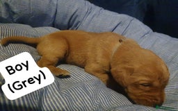 Labrador Retriever dogs for sale: Fox red labrador puppies - Advert 8