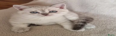 Scottish Straight Kitten 2