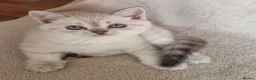 Scottish Fold cats for sale: Scottish Straight and Scottish Fold  - Advert 8