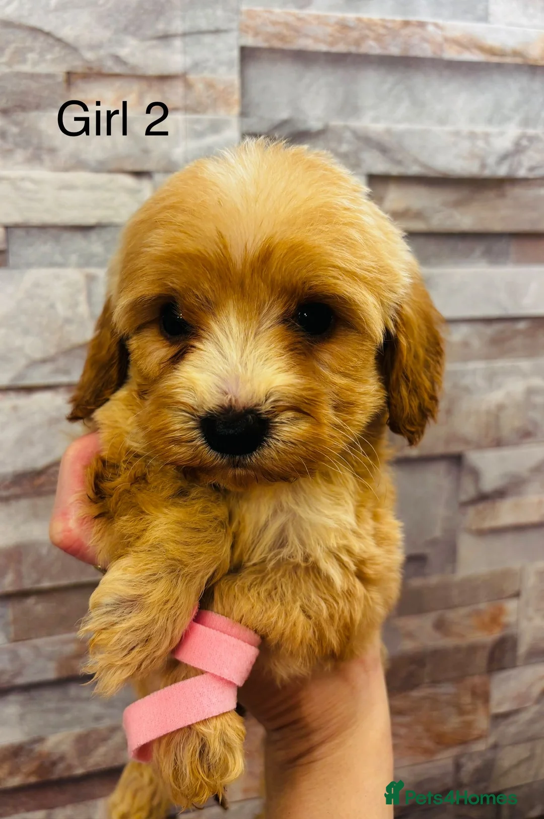 Cockapoo dogs for sale: adorable cockapoo puppies  - Advert 2