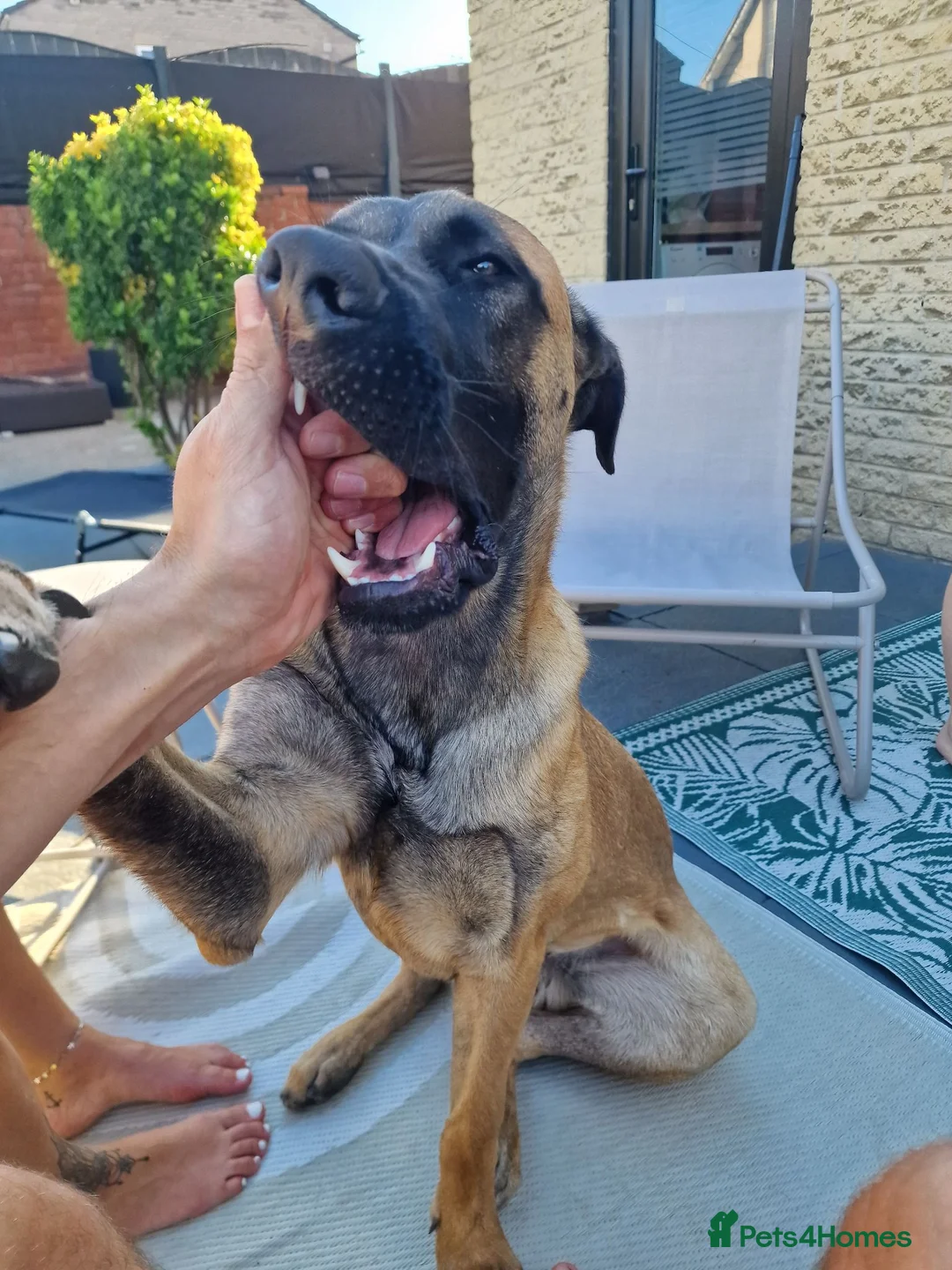 Mixed Breed dogs for sale: Bailey our 10 month old Mali X Cane - Advert 5