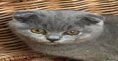 Scottish Fold cats - Advert 13