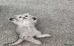 Scottish Fold cats for sale: Adorable Scottish fold Straight Ears Kittens  - Image 3