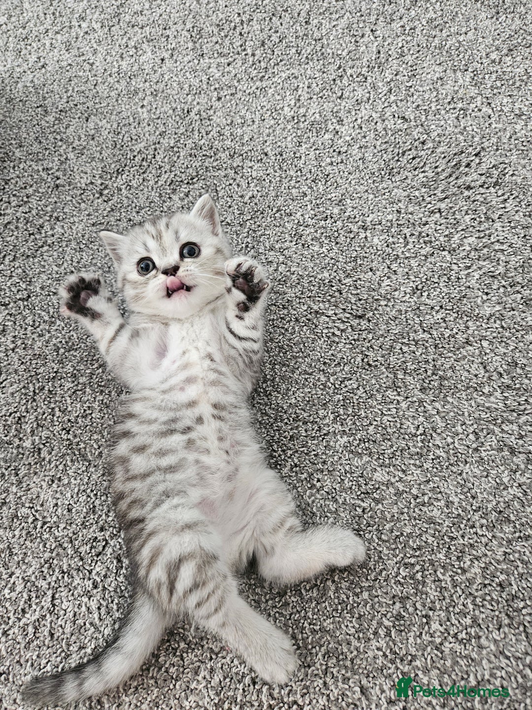 Scottish Fold cats for sale: Adorable Scottish fold Straight Ears Kittens  - Image 3