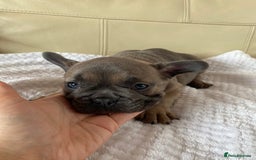 French Bulldog dogs for sale: Beautiful French Bulldogs Puppies for Sale  - Image 12