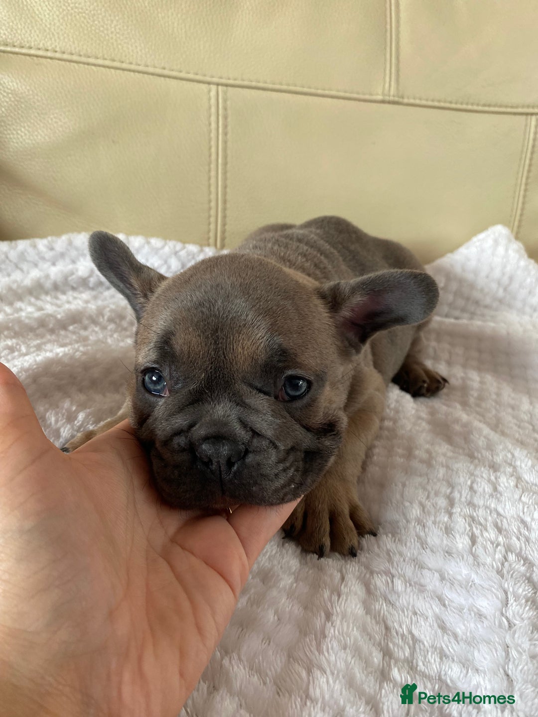 French Bulldog dogs for sale: Beautiful French Bulldogs Puppies for Sale  - Image 12