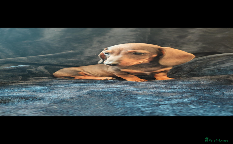 Dachshund dogs - Advert 2