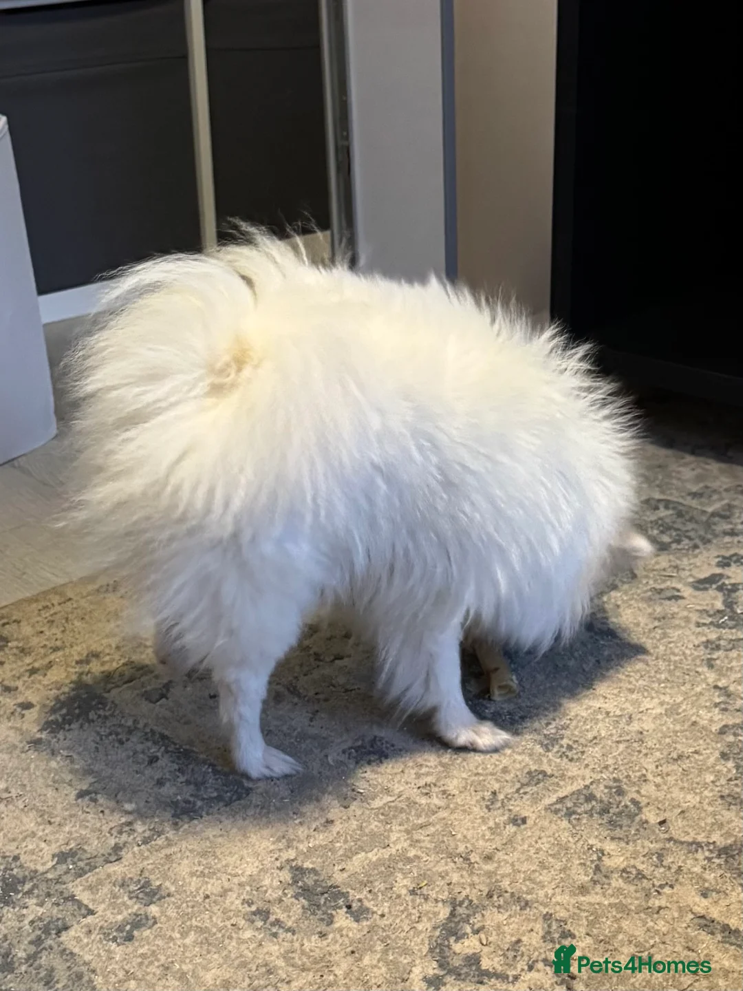 Pomeranian dogs for sale: Female  **  Pomeranian 1 yr old, Pompom in Chesterfield - Advert 5